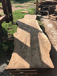 English Walnut
